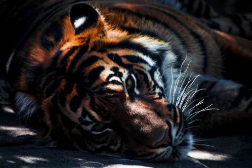 carnivores tiger  cat  animal  wildlife  carnivore  stripes
