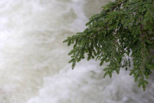 corriente rama de árbol agua naturaleza al aire libre río corriente