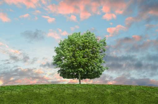 tree  green  grass  field  sky  clouds  sunshine