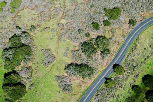 tree  plant  nature  green  grass  outdoor  road