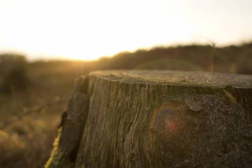 tocar tocón de árbol rayos de sol corteza de la luz del sol