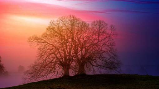 luz roja árbol puesta de sol luz niebla niebla silueta amanecer
