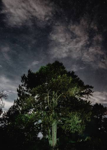 alto árbol hojas altas tronco naturaleza cielo nubes