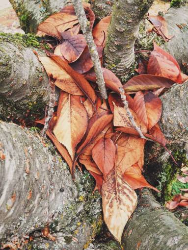 tronco de arbol troncos de árboles hojas bosque bosques naturaleza corteza