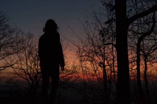 overlook trees  branch  plant  nature  sky  sunset  silhouette
