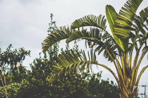 árvores verdes planta floresta floresta nuvens céu
