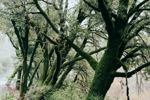 moss trees  moss  branches  leaves  forest  woods  nature