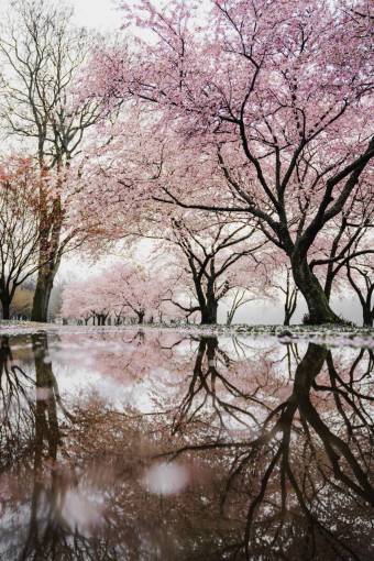 trees  plant  nature  branch  snow  winter  flowers