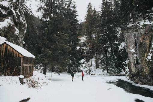 árboles planta naturaleza montaña nieve invierno paisaje