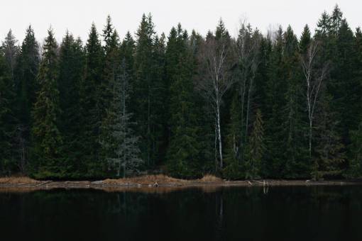 árboles planta naturaleza lago agua reflexión hierba