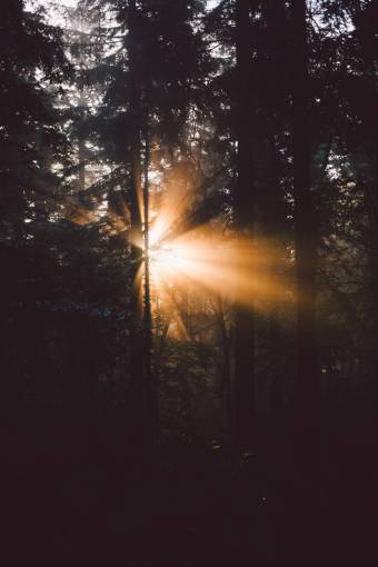 manana luz árboles plantas naturaleza bosque sol amanecer luz del sol