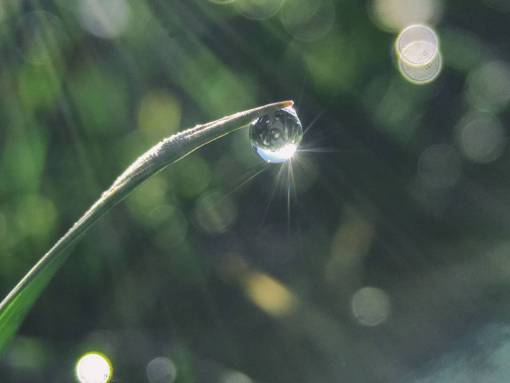 gotas de agua gota de agua, hojas verdes, bokeh