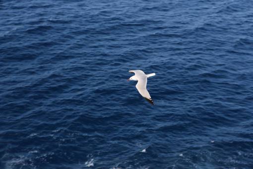 gaviota agua gaviota pájaro volando