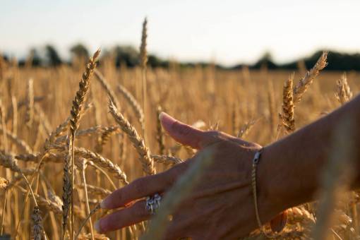 wheat  background  autumn  nature  field  grass  agriculture