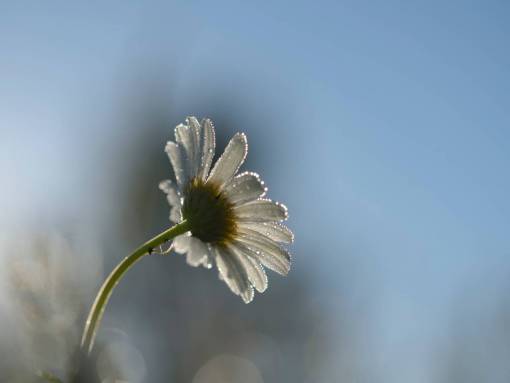 daisy-plant white  flower  bloom  blossoms  nature  plant  blur