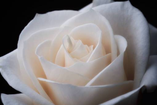 white  rose  close up  flower  petals  nature  natural