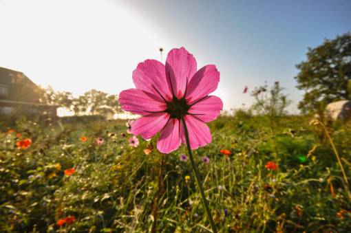 flores silvestres campos de flores silvestres amanecer mañana rosa