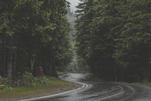 dense winding  road  forest  travel  pavement  asphalt  journey