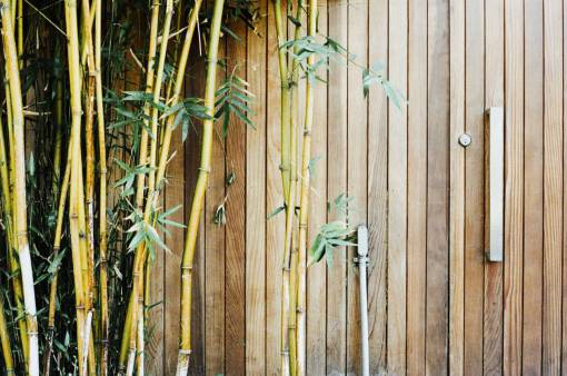 bamboo wood  bamboo  gate  lock  branches  leaves
