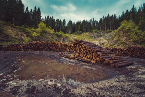 lumber wood  logs  lumber  water  trees  forest  woods