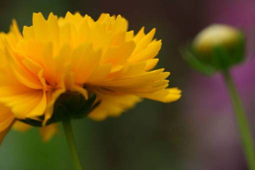 papel pintado flor amarilla cerrar jardín naturaleza fresca al aire libre