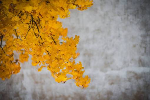 yellow  leaves  trees  branches  autumn  fall  nature
