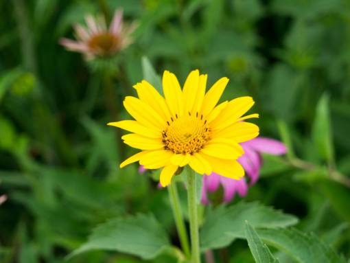 pétalos amarillos hermosas flores jardín naturaleza al aire libre