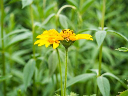 pétalos amarillos hermosas flores jardín naturaleza al aire libre