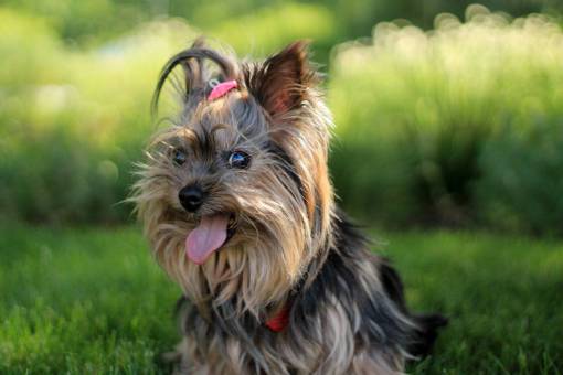 tongue yorkshire terrier  dog  puppy  animal  pet  tongue  cute
