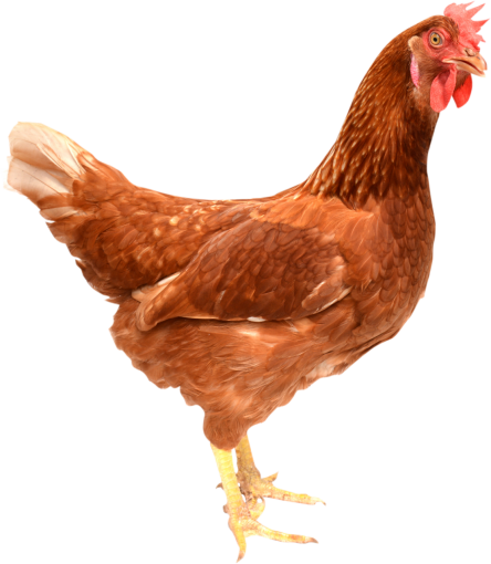 animal pájaro superposición pollo granja de pollos png