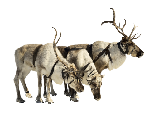deer  animal christmas overlay png mammal elk nature