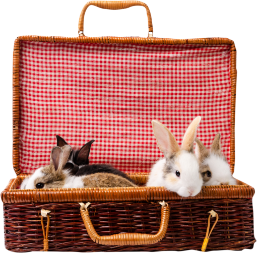  animal rabbit png pets overlay cute rabbit