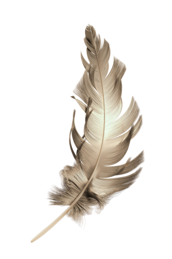  close-up feather single object nature overlay animal feather
