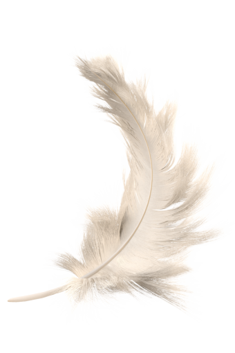  close-up single object animal nature overlay feather feather