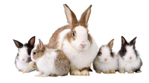 group  cute overlay rabbit animal pets png rabbits