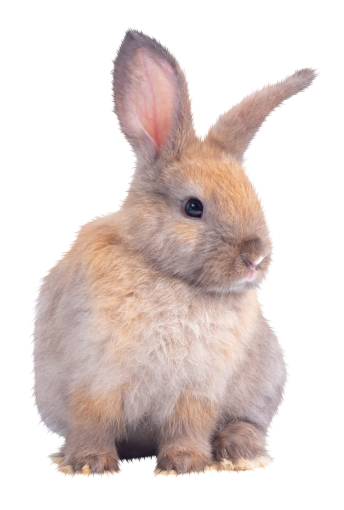 rodent  cute png overlay rabbit animal mammal pets