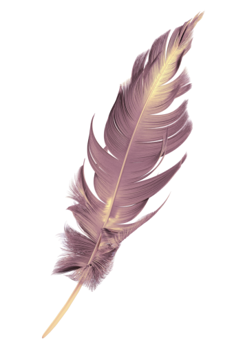  feather close-up feather animal single object nature overlay