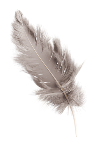 🥇 Image of close-up feather overlay feather nature isolated animal ...