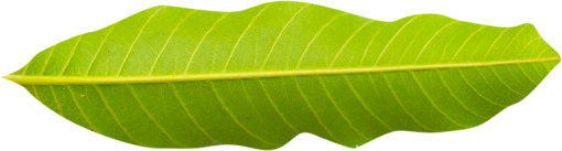 east  green color macro nature plant botany leaf close-up
