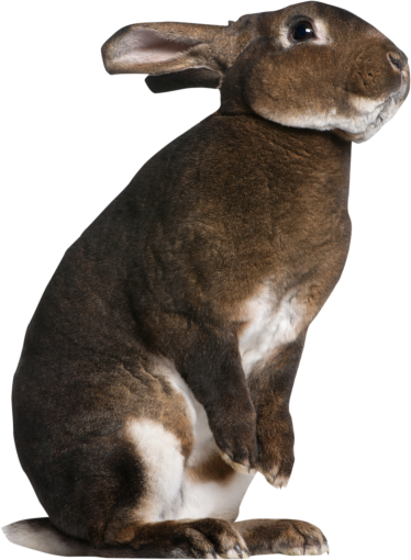rabbit  isolated mammal rabbit png pets animal overlay