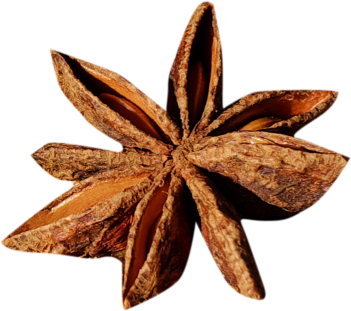 pine Pinecone