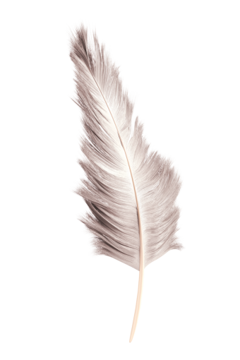  nature overlay close-up macro single object feather feather