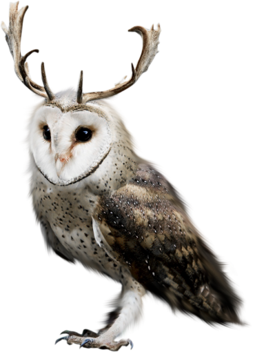 predator-gaze  Owl Overlay PNG
