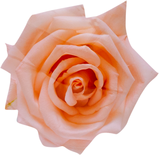 rose-colored Pink Rose Overlay PNG