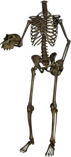 horror Skeleton Overlay PNG