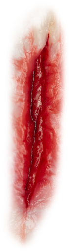 terror Zombie Wound Overlay PNG