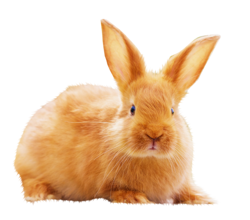  overlay png animal cute rabbit pets rabbit