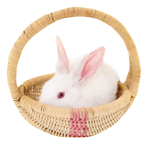 superposición conejo mascotas animal lindo conejo png