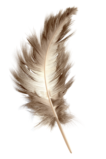 fragile  overlay single object feather close-up feather animal macro