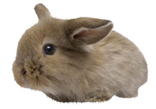 whiskers  pets cute overlay mammal animal png rabbit